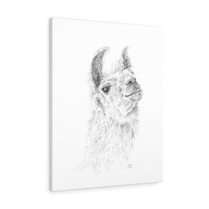 RODNEY Llama - Art Canvas