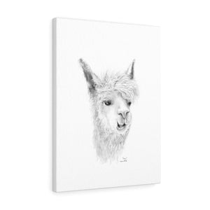 OMAR Llama - Art Canvas
