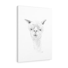 JARED Llama - Art Canvas