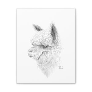 JACKSON Llama - Art Canvas
