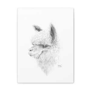 JACKSON Llama - Art Canvas