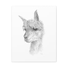 GRAHAM llama- Art Canvas