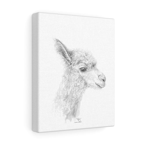 RUFUS Llama - Art Canvas