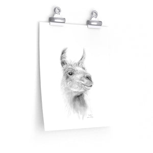 INDIA Llama- Art Paper Print