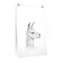 TIFFIANY Llama- Art Paper Print