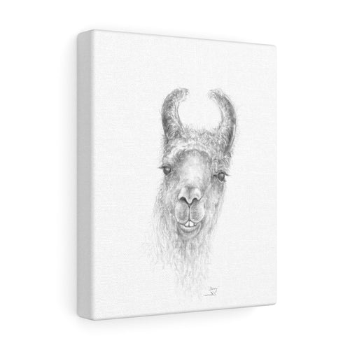 STACEY Llama - Art Canvas