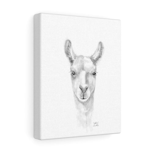 CAITLIN Llama - Art Canvas