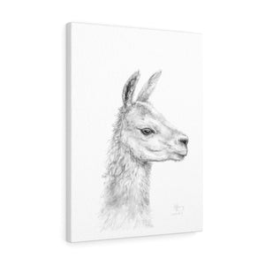 TIFFIANY Llama - Art Canvas