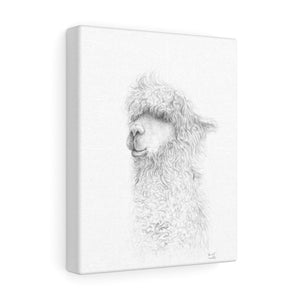 HARRIET Llama - Art Canvas