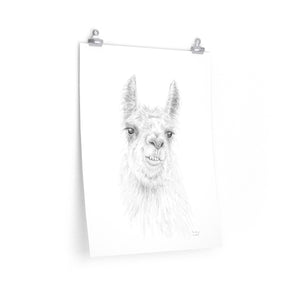 COURTNEY Llama- Art Paper Print