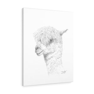 TIMOTHY Llama - Art Canvas
