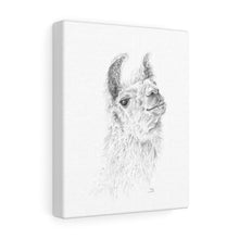 RODNEY Llama - Art Canvas