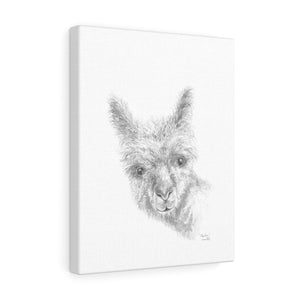 MEADOW Llama - Art Canvas