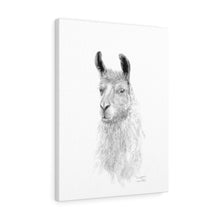 GRAYSON Llama - Art Canvas