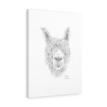 MELISSA Llama - Art Canvas