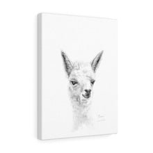 ROSIE Llama - Art Canvas
