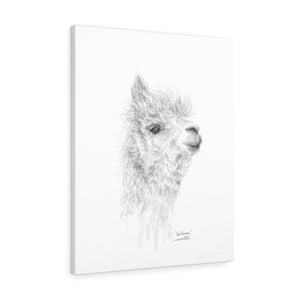 GIULIANA Llama - Art Canvas