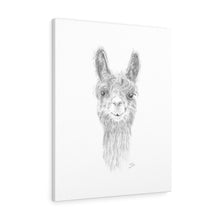 PAYTON Llama - Art Canvas