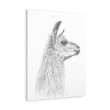 CAROL Llama - Art Canvas