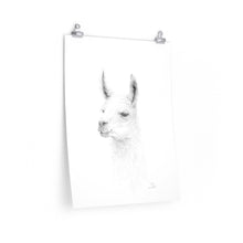 ISLA Llama- Art Paper Print