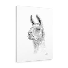 JAN CARLO Llama - Art Canvas