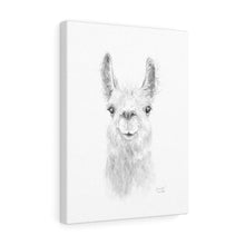 KENSINGTON Llama - Art Canvas