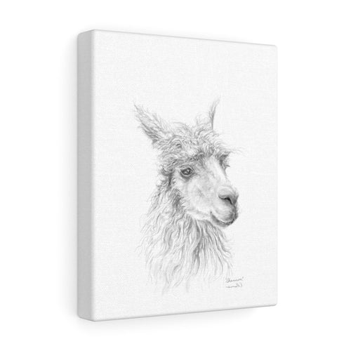 SHANNON Llama - Art Canvas