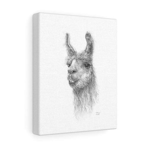 BETHANY Llama - Art Canvas