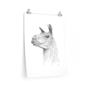 ANDREA Llama- Art Paper Print