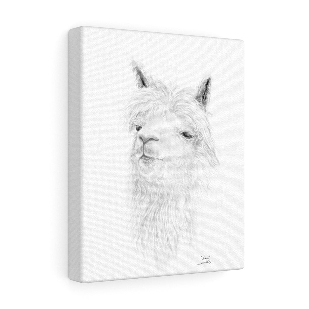 ASHA llama- Art Canvas