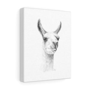 HUDSON Llama - Art Canvas