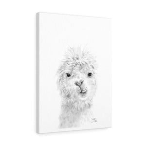 MILTON Llama - Art Canvas