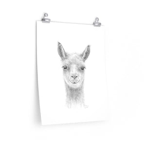 WHITNEY Llama- Art Paper Print