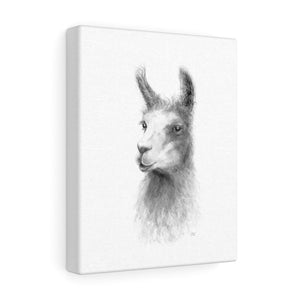 SHERI Llama - Art Canvas
