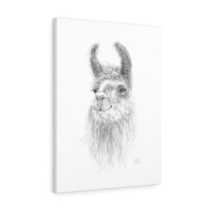Adelaide Llama - Art Canvas
