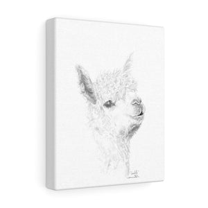 ISABELLA Llama - Art Canvas