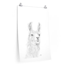 BAILEY Llama- Art Paper Print