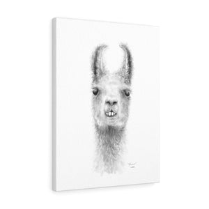 JOHANNES Llama - Art Canvas