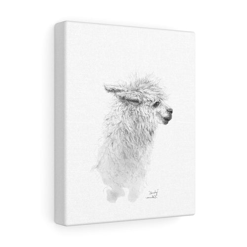 SANDY Llama - Art Canvas