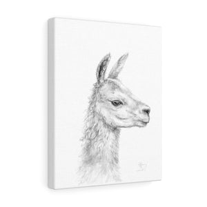 TIFFIANY Llama - Art Canvas