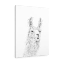 BAILEY Llama - Art Canvas
