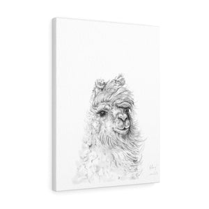 HILARY Llama - Art Canvas