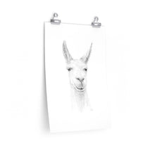 IAN Llama- Art Paper Print