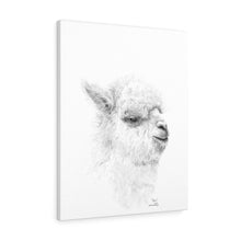 BEN Llama - Art Canvas