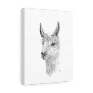 TEELE Llama - Art Canvas