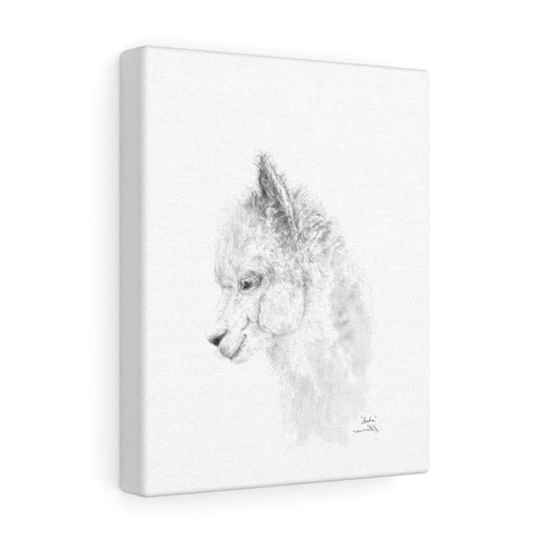 SASHA llama- Art Canvas