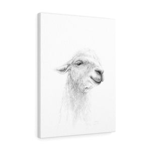 MATTHEW Llama - Art Canvas
