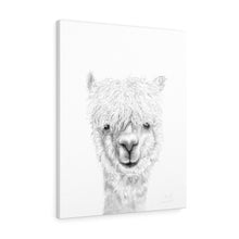 RANDI Llama - Art Canvas