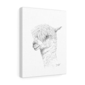TIMOTHY Llama - Art Canvas