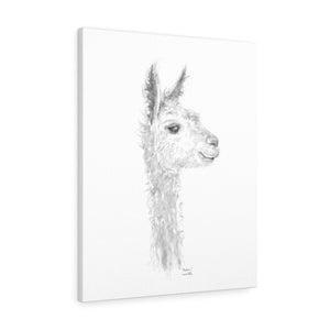 MADISON Llama - Art Canvas